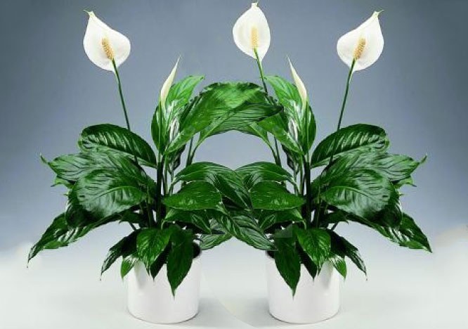 Tip 1: De voordelen van Spathiphyllum