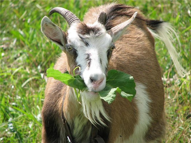 Wat wacht ons in het jaar van de Geit (Schapen)?