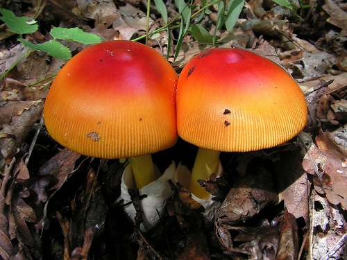 Hoe amanita muscaria of Amanita caesareoides te identificeren