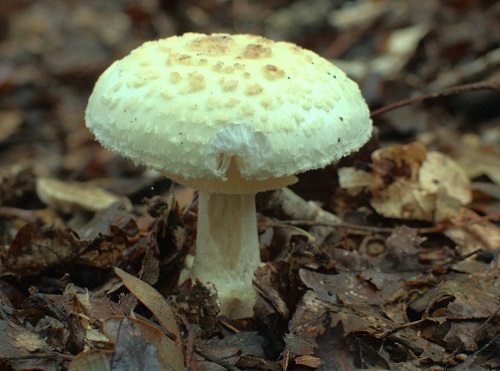 Hoe amanita muscaria of Amanita citrina te identificeren