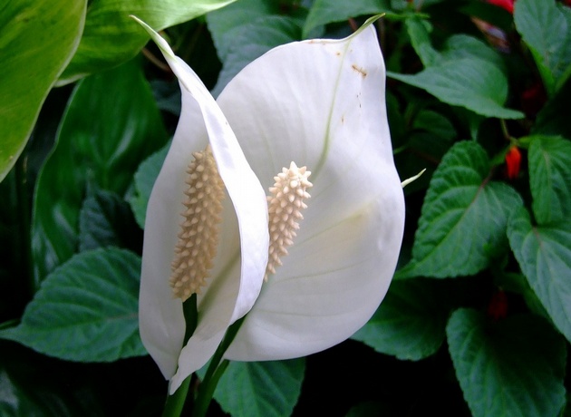 Hoe zorg je voor een kamer spathiphyllum