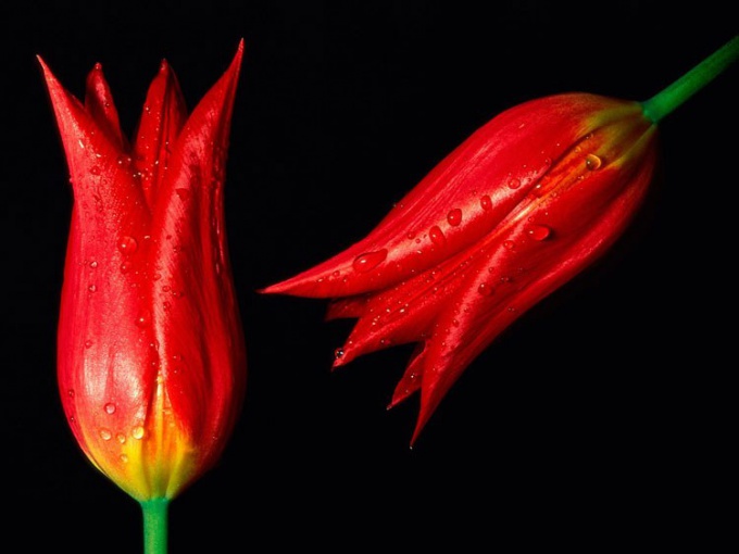 Bij het planten van tulpen en lelies in de grond