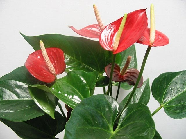 Anthurium groeien en verzorgen