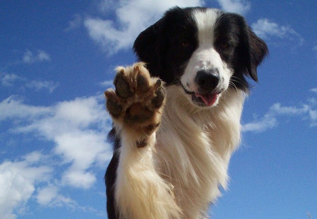 Waar dromen de dieren over?