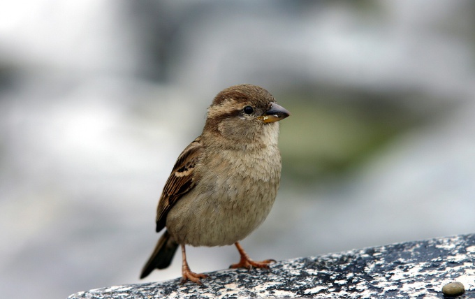 Hoe maak je een bord van een karton