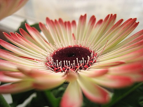 Hoe een gerbera water geven