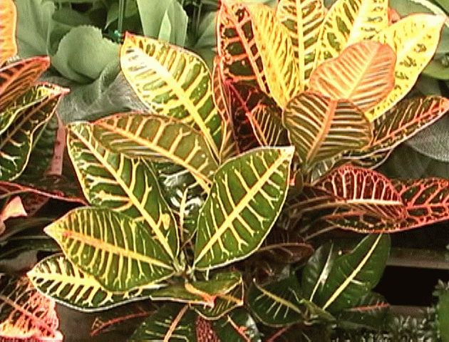 Croton: verzorging en reproductie 