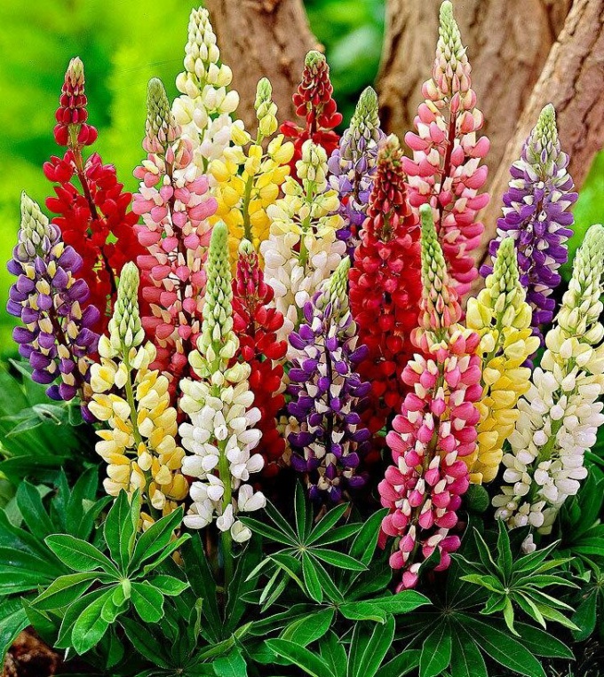 Hoe gekleurde lupines vermenigvuldigd worden