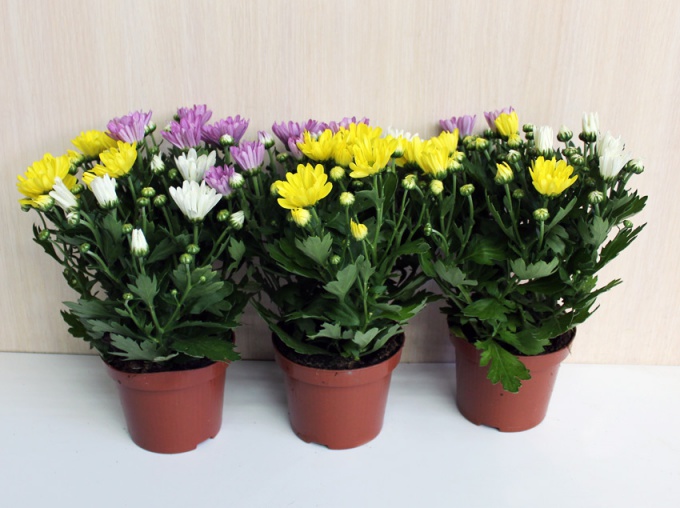 Tips voor de verzorging van chrysanthemum