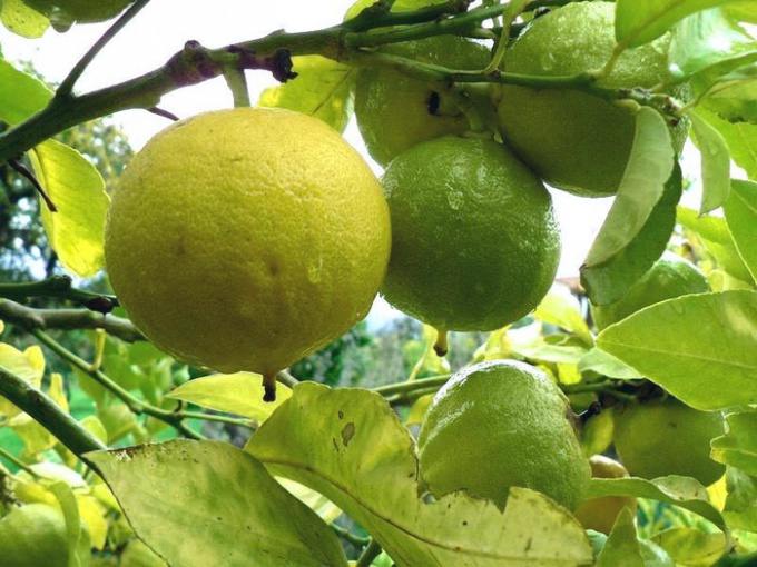 Bergamot in de geneeskunde en cosmetologie