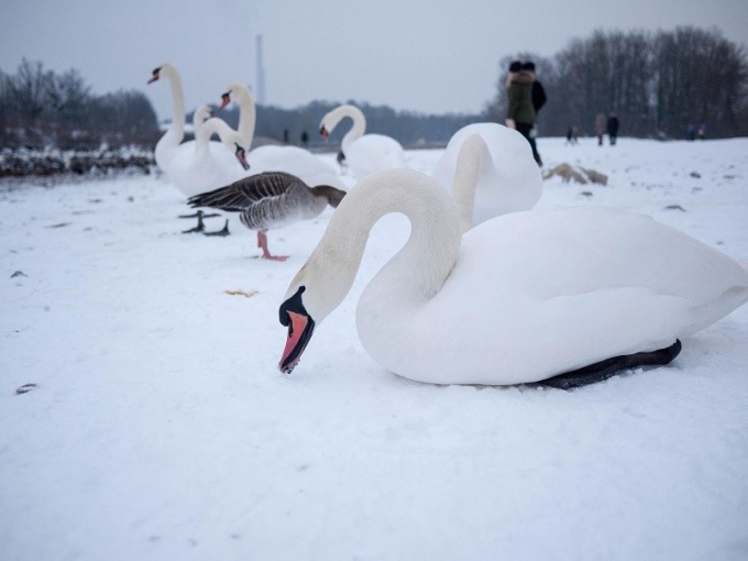 Wat is swan trouw?