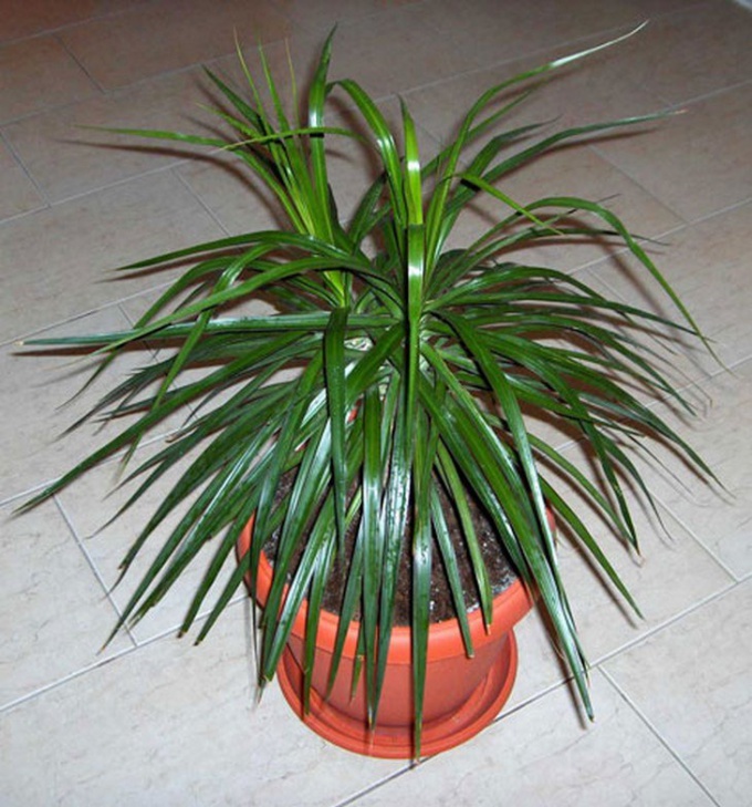 Hoe en in welke pot Dracaena te transplanteren