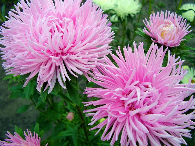 Hoe asters in de grond planten