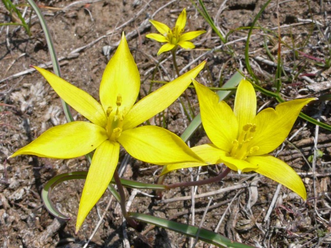 Hoe blokken van primrose voor de lente houden