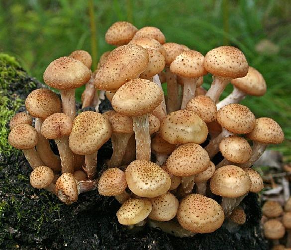 Hoe honing agarica groeien in een zomerverblijf