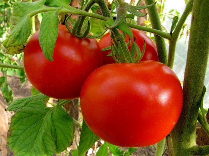 Hoe tomaten te beschermen tegen ziekte