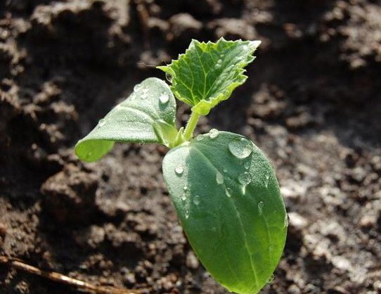 Welke komkommers om in de middelste band te planten