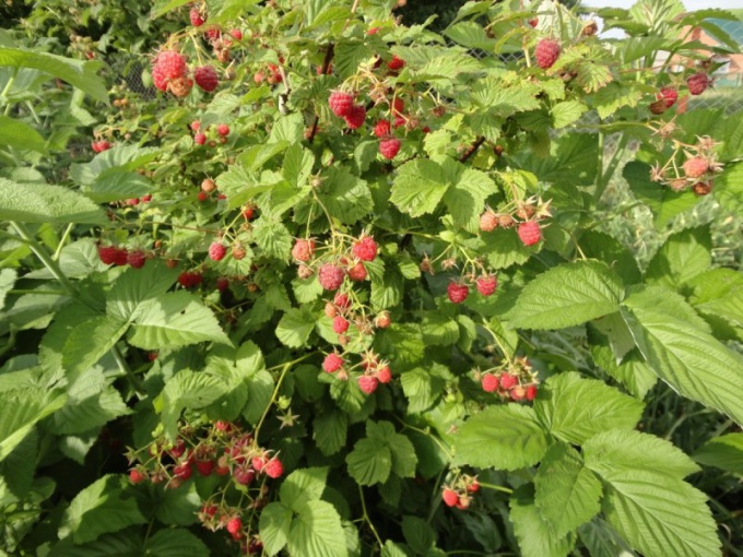 Bij het planten van frambozen- en bessenstruiken