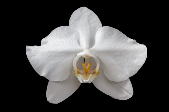 Phalaenopsis Aangenaam