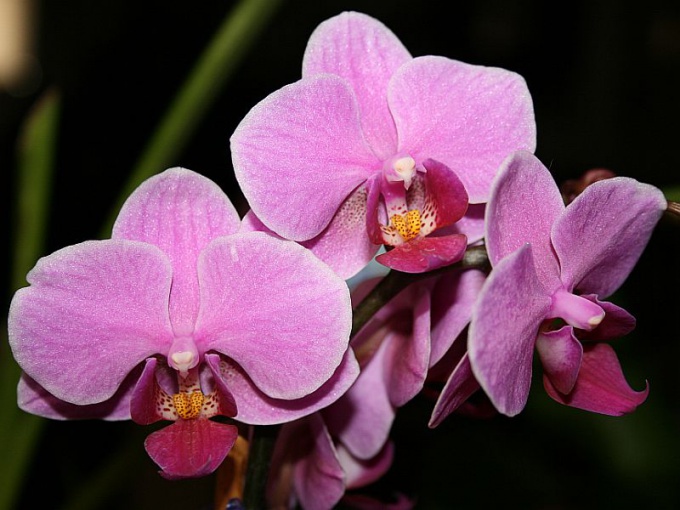 Ongebruikelijke orchideeën (deel 2)