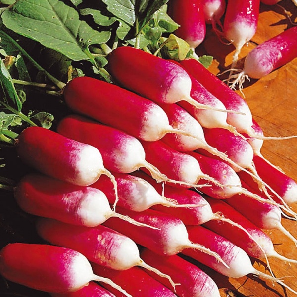 Tip 1: Hoe Radish Grow