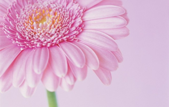 Tip 1: Alles over de gerbera: hoe om te zorgen voor een bloem