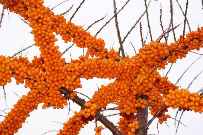 Hoe maak je een vitamine cocktail uit zee buckthorn