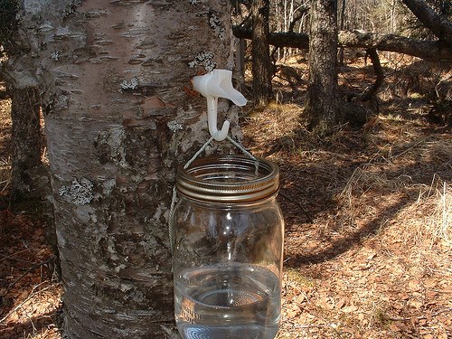 Hoe berken sap te drinken