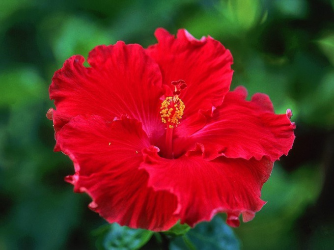 Hibiscus: zijn bruikbare en medicinale eigenschappen