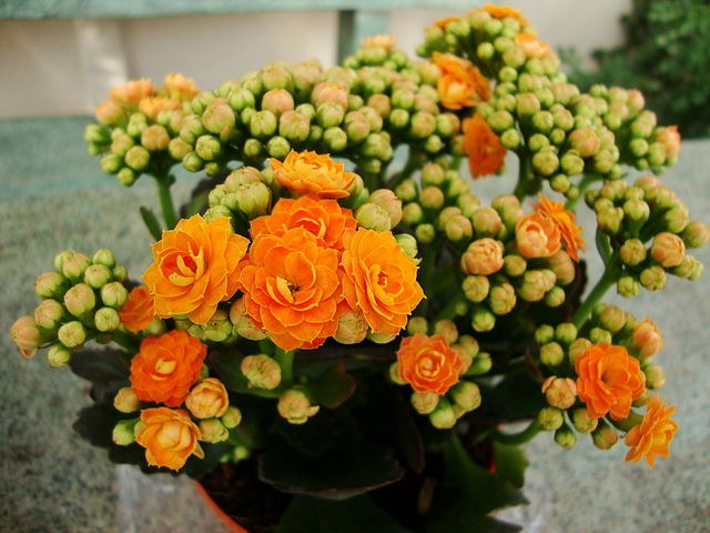 Reproductie van Kalanchoë: functies 