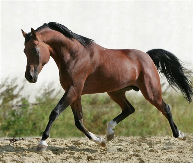 Welke soorten Arabische paarden zijn