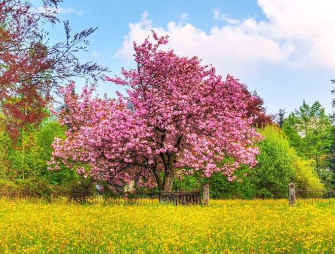 Bloeiende bomen in een droom - een goed teken