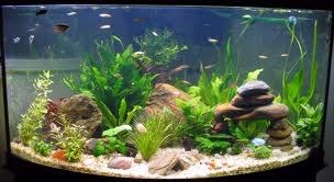 Hoe mooi een aquarium versieren?