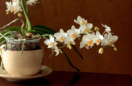 Hoe de wortels eruit zien in een orchidee