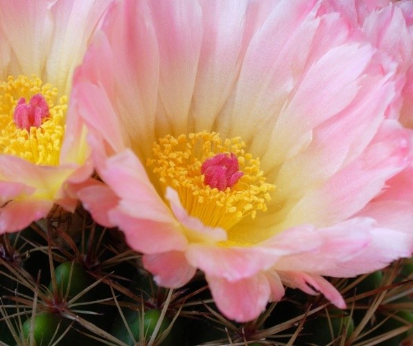 Welke cactussen bloeien vaak met grote bloemen