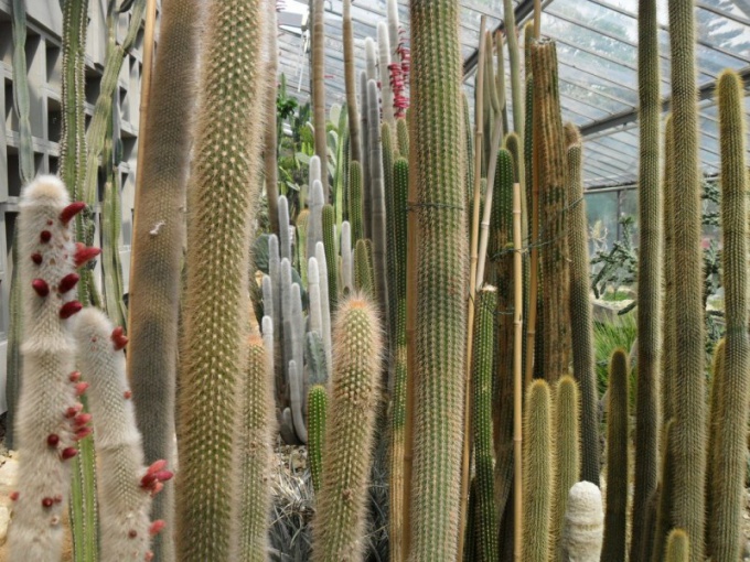 Welke cactussen zijn hoog