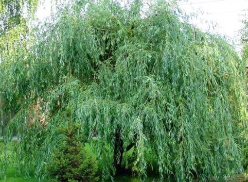 Tip 1: Willow identificeren