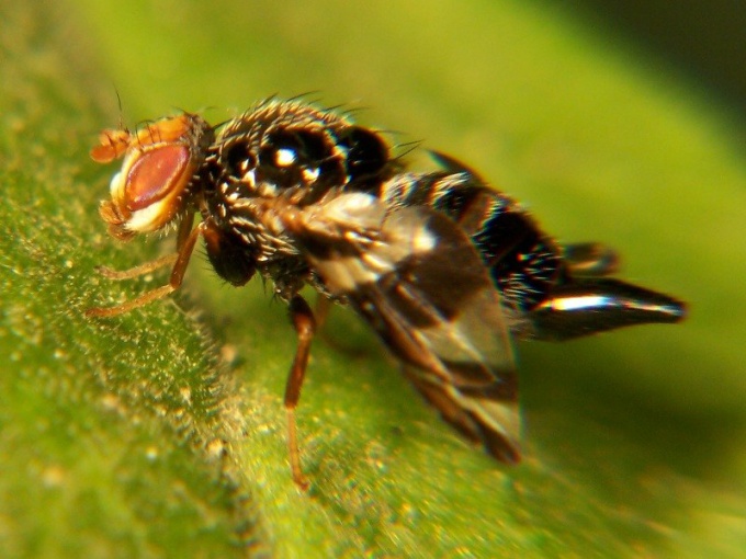 Welke insecten zijn de kleinste