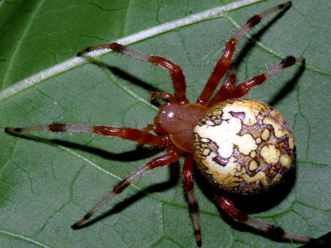 Spider is gemakkelijk te herkennen aan vier paar poten