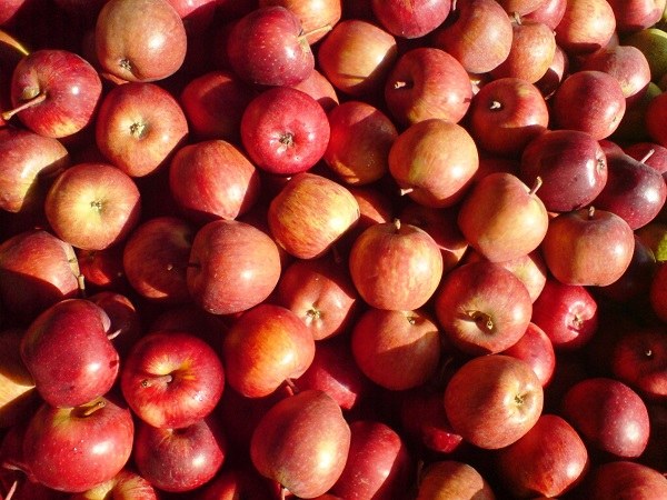 Hoe om gewicht te verliezen als je appelcider azijn drinkt