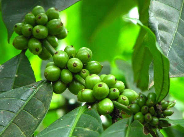 Hoe om gewicht te verliezen met groene koffie