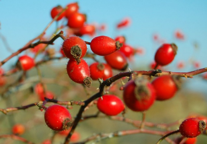 Rosehip: hoe te brouwen, profiteren, getuigenis