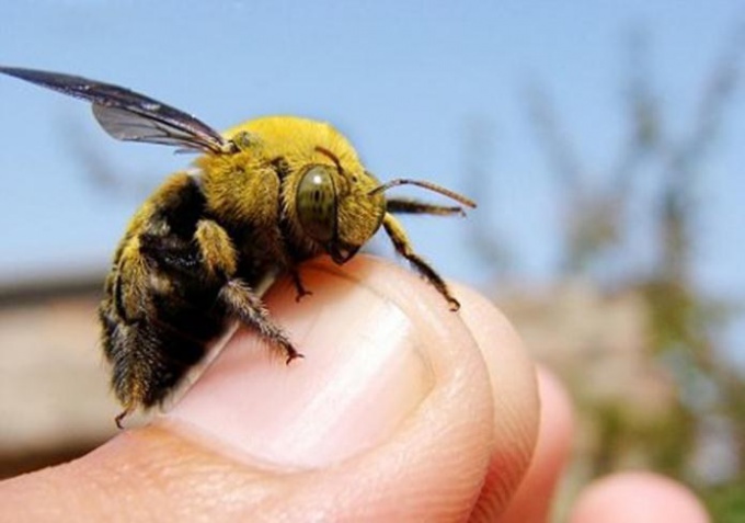 De gevaarlijke beet van een hommel