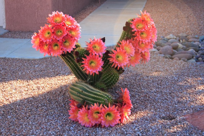 Doe alle cactussen bloemen