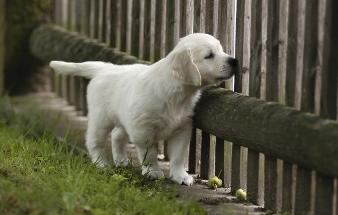 hoe de ontbrekende honden te vinden