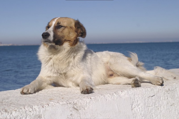 Demodecose bij honden: symptomen en oorzaken