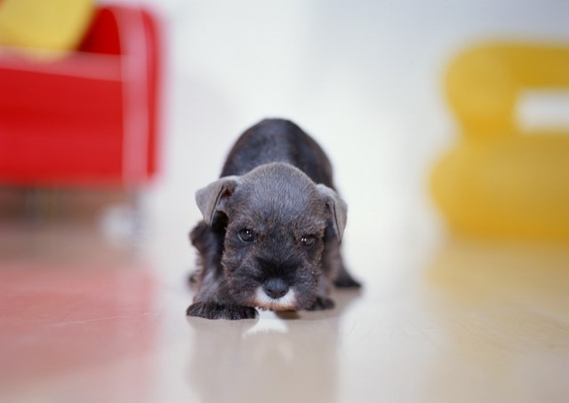 Hoe een hond een nieuw huis te leren