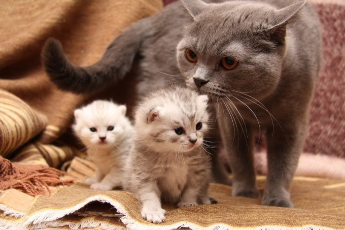 Hoe zijn kittens geboren?