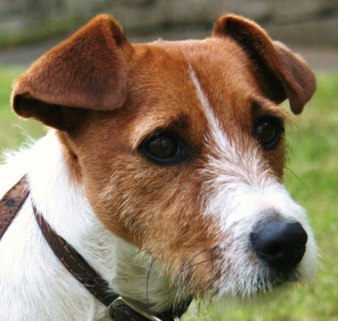 Hoe een hokje uit een hond trekken