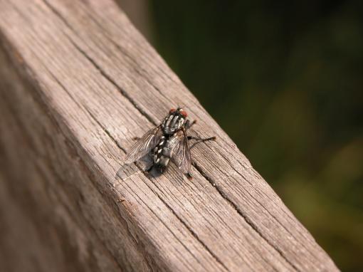 Wat een kwaad van insecten